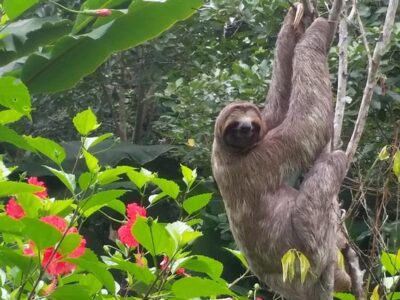 Pacaya Samiria, Flora y Fauna Pacaya Samiria, qué ver en Pacaya Samiria